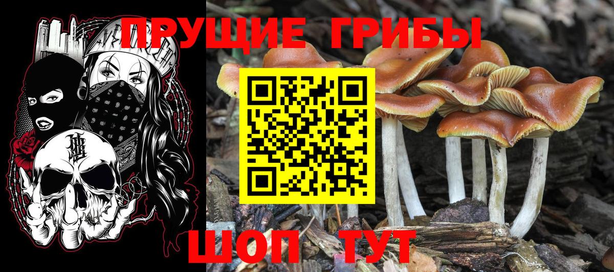 Галлюциногенные грибы Psilocybine cubensis  Псилоцибиновые грибы Cubensis  Вход с VPN  Красноперекопск 
